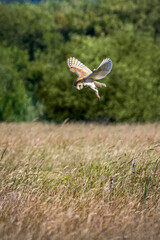barn owl hunting in flight over meadow