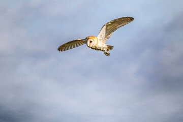 barn owl in flight hunting with blue sky background