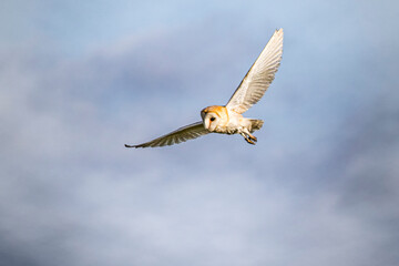 barn owl in flight hunting with blue sky background