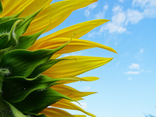Fototapeta na wymiar Blooming sunflowers in the field, flower close-up