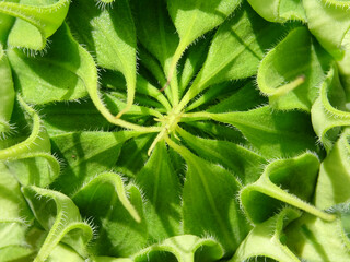 Blooming sunflowers in the field, flower close-up