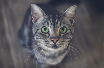 Lookup staring alert and intently cat.