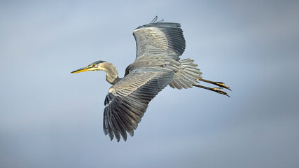 grey heron in flight with blue sky background 