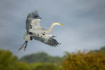 grey heron in flight with blue sky background 