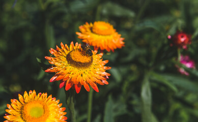 Straw flower field at the top of mountain.