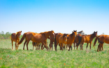 A herd of horses graze in the meadow in summer and spring, the concept of cattle breeding, with space for text.