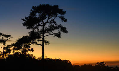 Fototapeta na wymiar Natural landscape with a silhouetted Pinus kesiya.