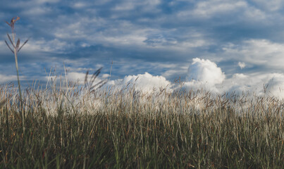 Fototapeta premium Landscape grassland meadow and cloudy sky with sunlight low lighting.