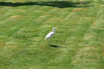 white heron standing on green grass