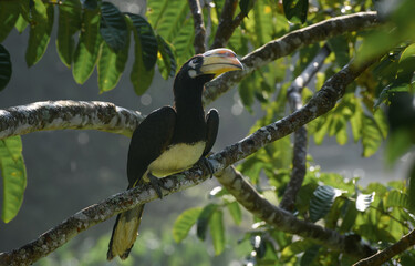 Oriental pied hornbill.