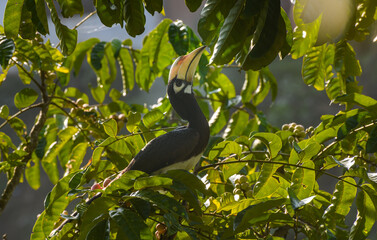 Oriental pied hornbill.