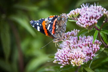 red admiral  buttery on agrimony flower