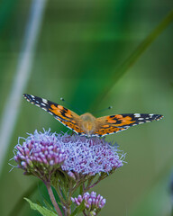 Painted lady buttery on agrimony flower
