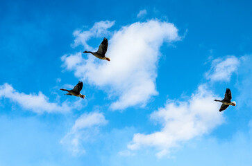 Close-up wild geese flying in a blue sky
