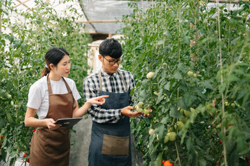  Asian woman and  man farmer working together in organic tomato  farm. using tablet inspect quality of tomato in greenhouse garden. - obrazy, fototapety, plakaty