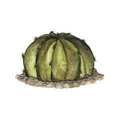 Naklejka premium Cactus. Watercolor illustration.