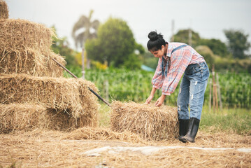 Naklejka na ściany i meble Asian young woman farmer working with hay for feeding cow in dairy farm, New generation agricultural farmer working in smart farm, Livestock and farm industry lifestyle.