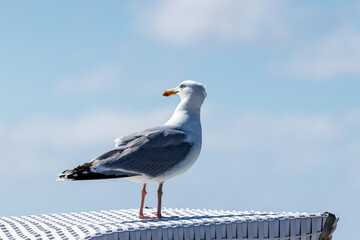 die möwe und der strandkorb