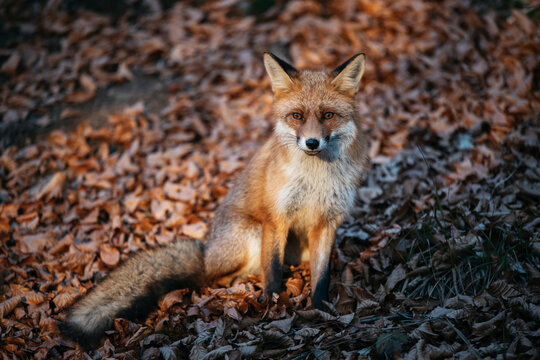 Close up of a red fox vulpes in the forest at sunset.