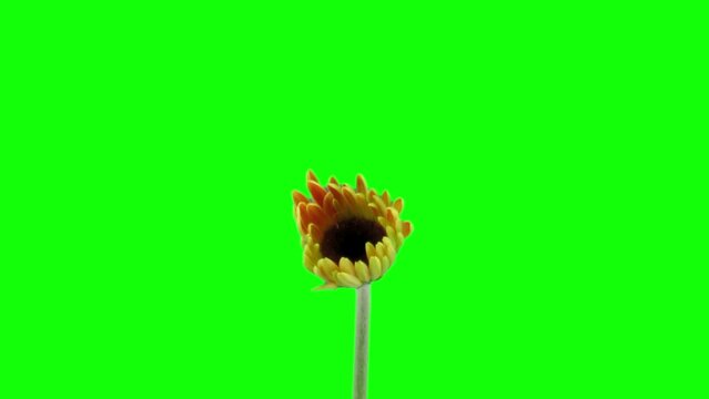Time lapse of growing and opening orange Gerbera flower in RGB + ALPHA matte format isolated on green background, GREEN SCREEN
