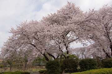 Cherry blossoms in spring in a garden, Japan