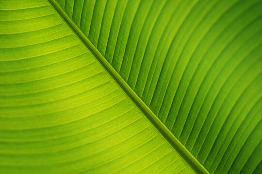 Close-up texture of banana palm leaf