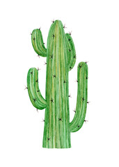 Cactus. Watercolor illustration.