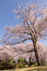 Obraz na płótnie Canvas Cherry blossom in spring, Japan