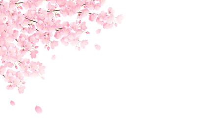 水彩の桜のベクターイラスト背景