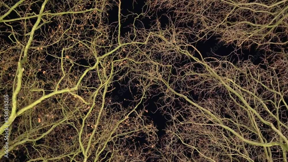 Poster mysterious beech trees in the rotating darkness
