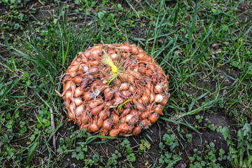 Small bulbs of onions for planting in assortment