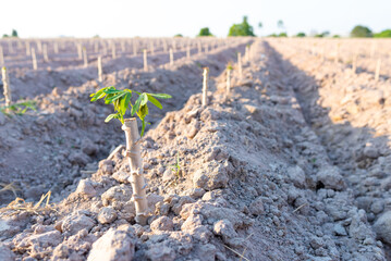 cassava being planted on the farm