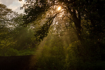 Obraz premium Sun breaks through the leaves of a tree, freshness of spring or summer nature