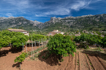 Naklejka premium orange grove with the mountains in the background, Soller valley route, Mallorca, Balearic Islands, Spain