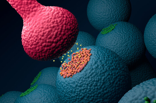 Postsynaptic Neuron Receptors (dendrite) Receive Emitted Neurotransmitters From Presynaptic Neuron (axon) - Isometric View 3d Illustration