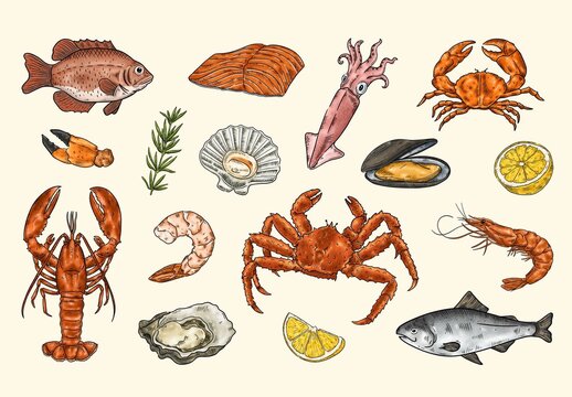 Seafood Clipart Illustrations