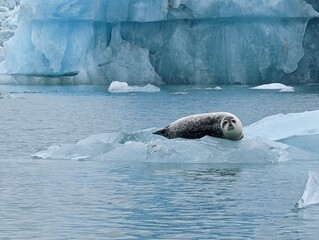 Seal on an ice floe in front of a glacier