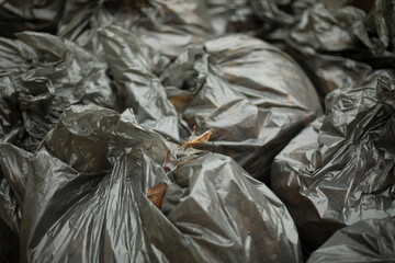 Black garbage bags. Cleaning on street. Waste bags. Black plastic.