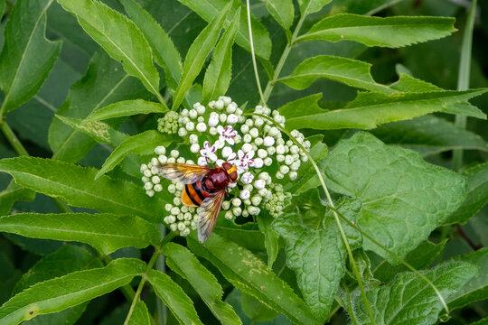 mouche syrphe ressemblant &agrave; un taon et butinant sur une fleur blanche par une belle journ&eacute;e d'&eacute;t&eacute;