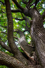 Fototapeta na wymiar The trunk and branches of a powerful oak rushing up, vertical view