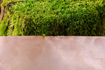 Copper background. Green moss. Copy space.