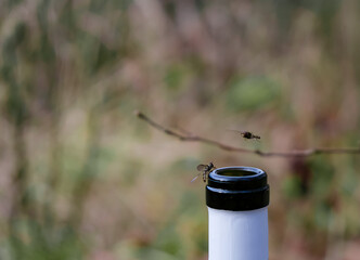 Bottles necks on a blurred forest background. Insects taste wine. Outdoors picnic concept. Copy...