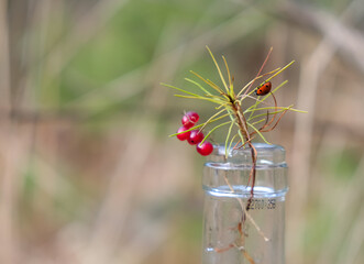 Transparent glass. Wine bottle neck marking. Ladybug. Red berries. 