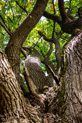 The trunk and branches of a powerful oak rushing up, vertical view