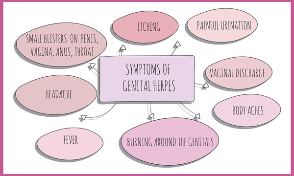 symptoms of genital herpes. Vector illustration for medical journal or brochure. 