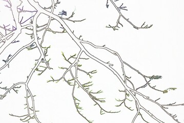 sketch of a branch of tree