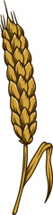 Illustration of wheat spikelet in engraving style. Design element for card, banner, menu. Vector illustration