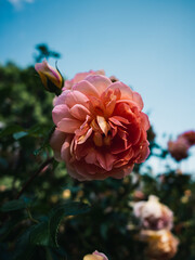 Fototapeta premium pink rose in the garden