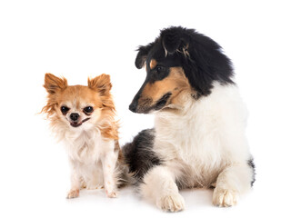 rough collie and chihuahua in studio