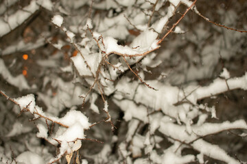 tree branches in the snow on a winter night